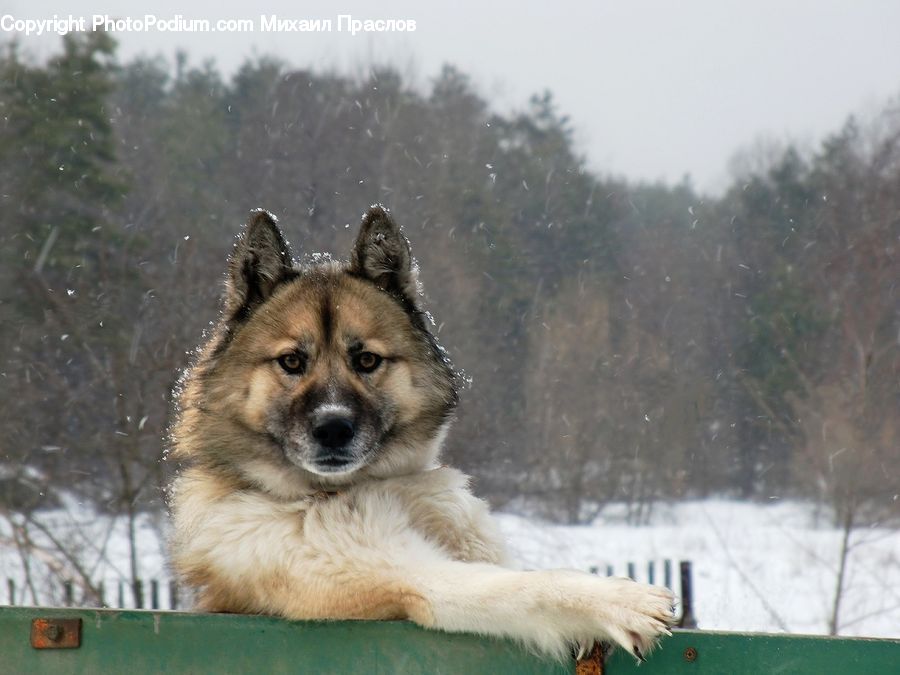 Animal, Canine, Dog, Husky, Mammal, Pet, German Shepherd