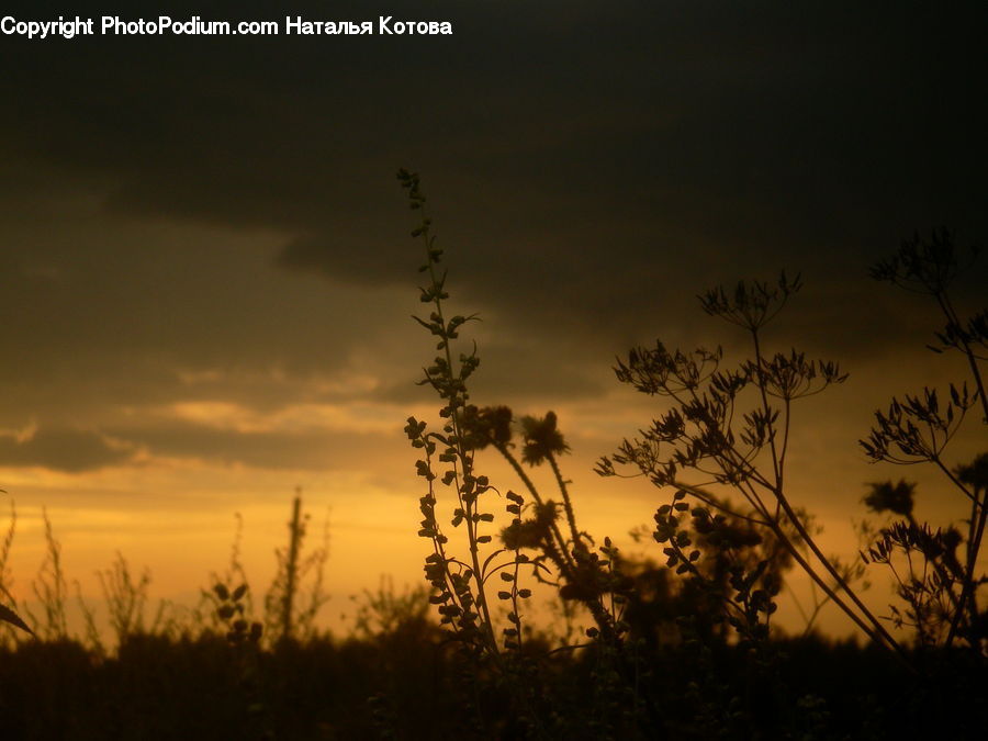 Plant, Potted Plant, Dawn, Dusk, Red Sky, Sky, Sunrise