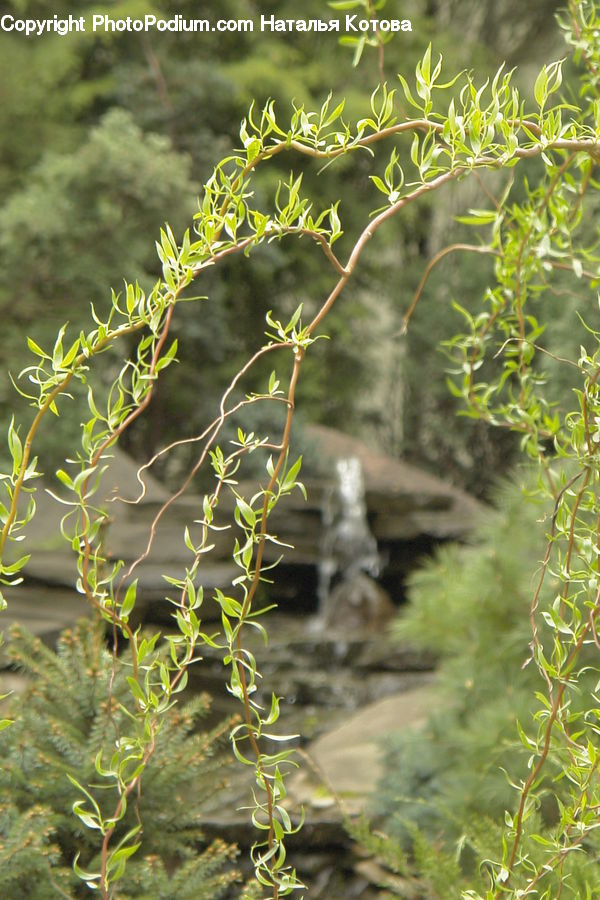 Plant, Vine, Dill, Bush, Vegetation, Conifer, Fir