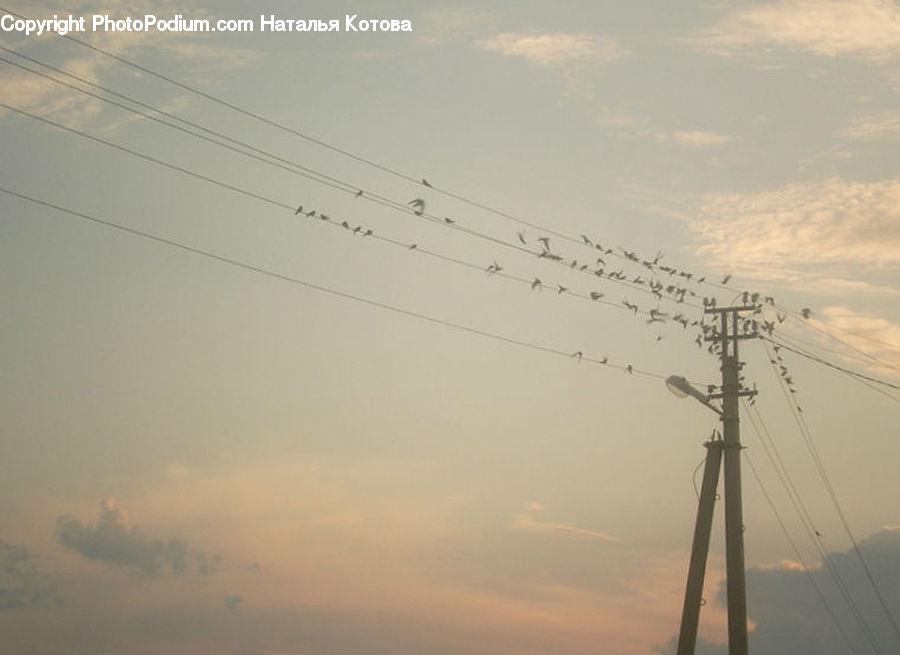 Cable, Electric Transmission Tower, Power Lines