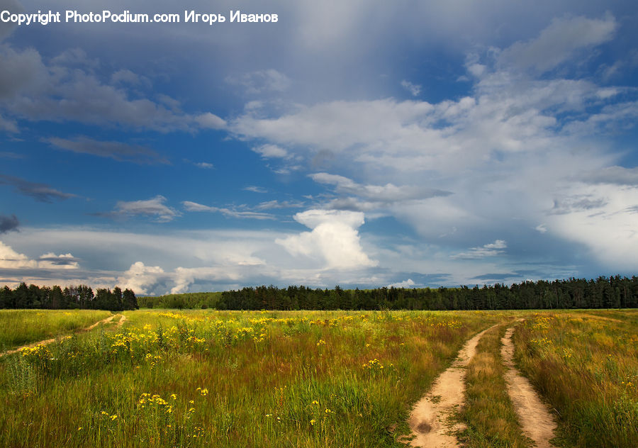Field, Grass, Grassland, Land, Outdoors, Dirt Road, Gravel