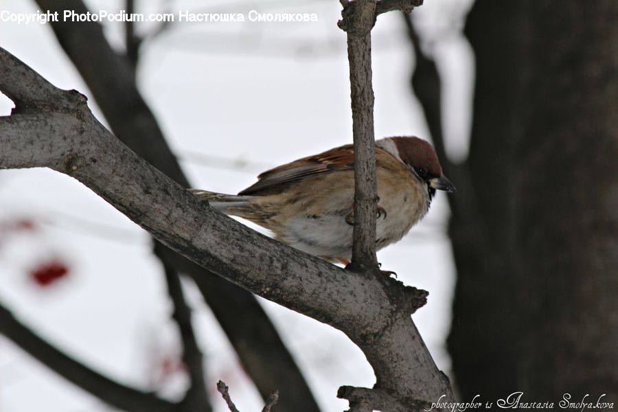 Bird, Sparrow, Finch, Beak
