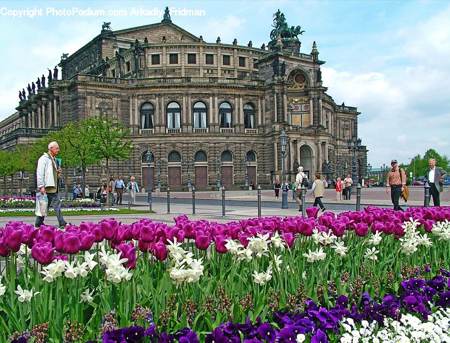 Blossom, Flora, Flower, Plant, Tulip, Crocus, Architecture
