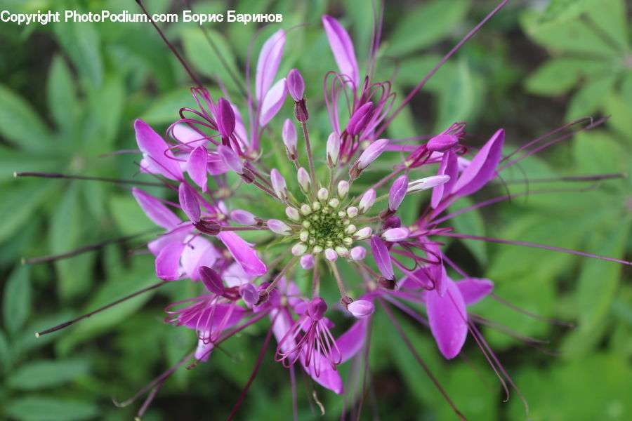 Blossom, Flora, Flower, Plant, Aster, Geranium, Asteraceae