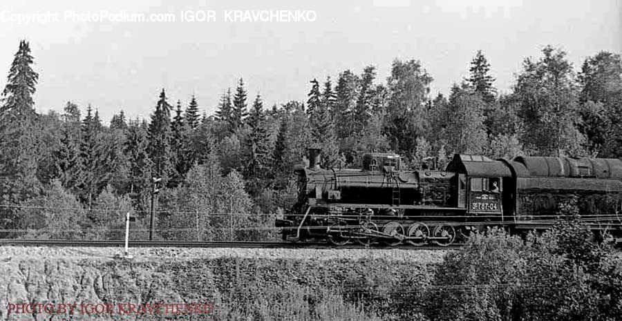 Train, Vehicle, Locomotive, Rail, Transportation, Conifer, Fir