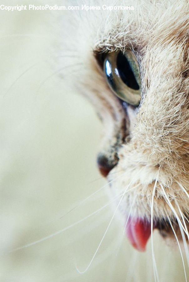 Animal, Cat, Pet, Siamese, Mouth, Tongue, Beak