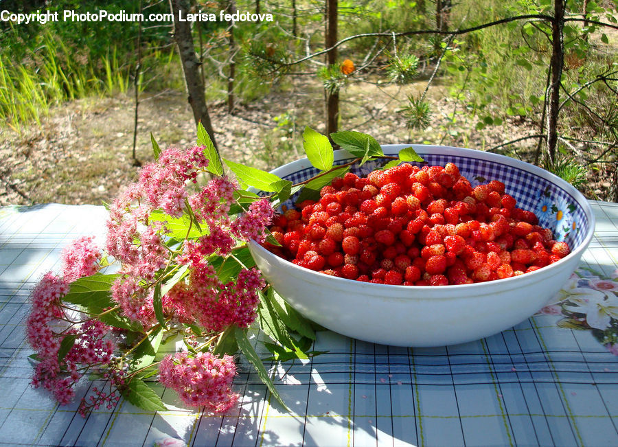Plant, Potted Plant, Blossom, Flora, Flower, Fruit, Bowl