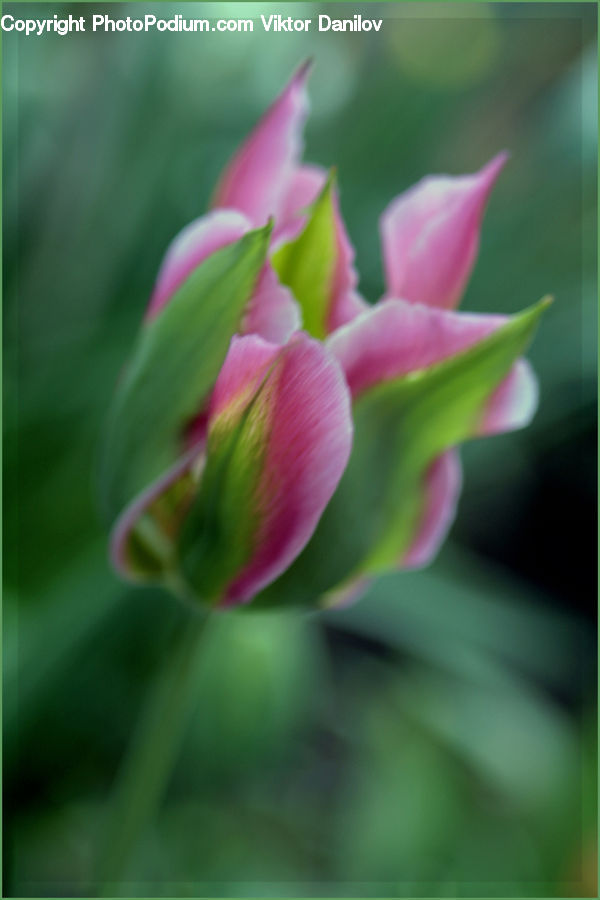Bud, Plant, Flora, Flower, Gladiolus, Blossom, Geranium