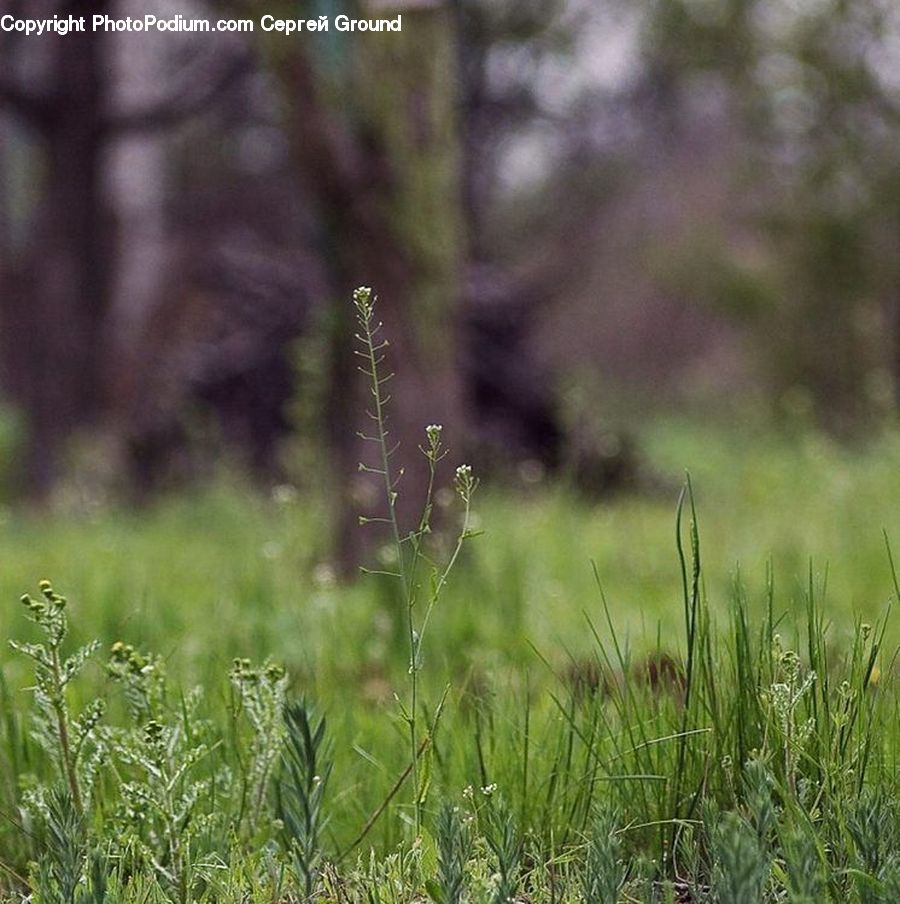 Field, Grass, Grassland, Plant, Blossom, Flora, Flower