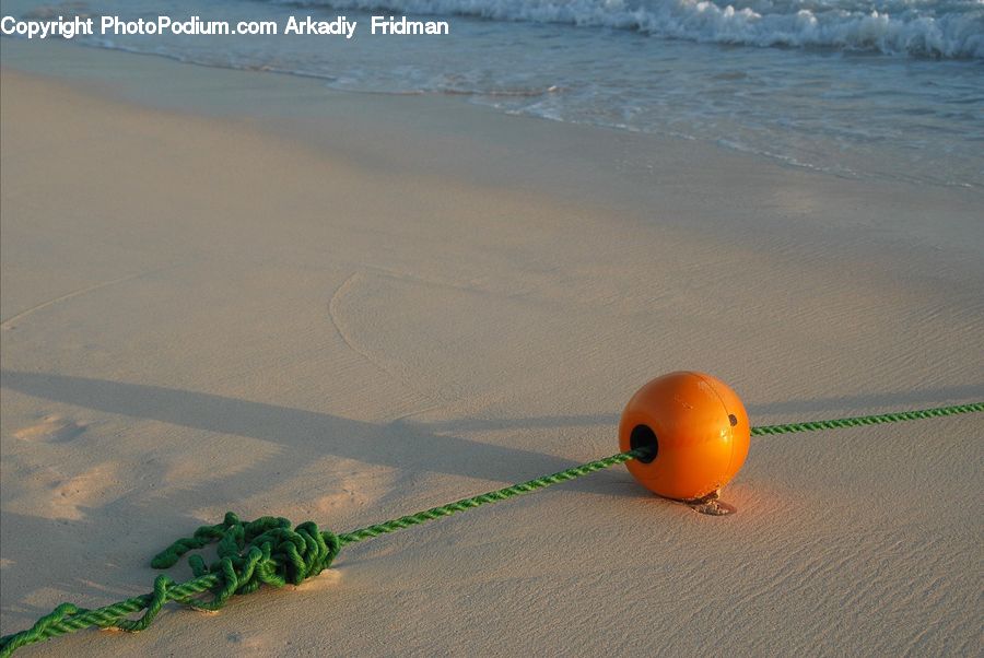 Beach, Coast, Outdoors, Sea, Water, Fern, Plant