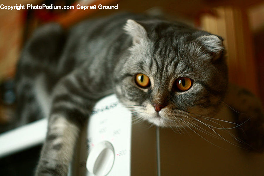 Animal, Cat, Mammal, Pet, Kitten, Egyptian Cat, Manx