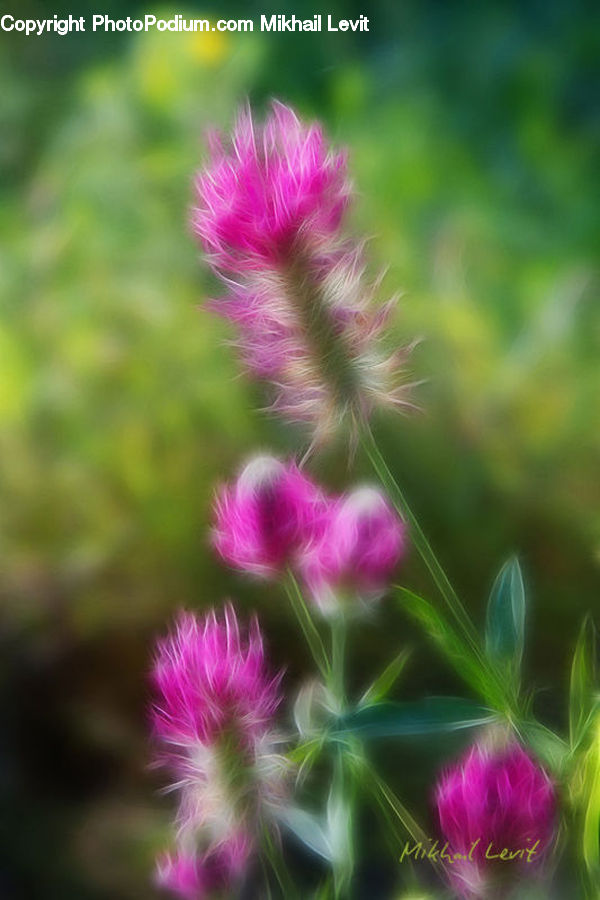 Flora, Flower, Plant, Thistle, Weed, Blossom, Asteraceae