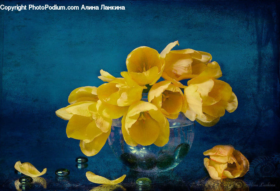 Blossom, Daffodil, Flora, Flower, Plant, Crocus, Iris