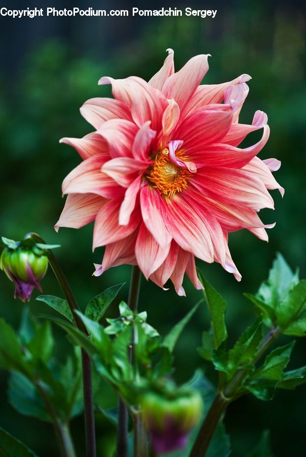 Blossom, Dahlia, Flora, Flower, Plant, Petal, Produce