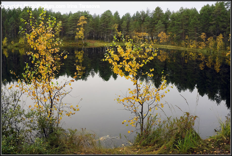 Outdoors, Pond, Water, Conifer, Fir, Plant, Tree