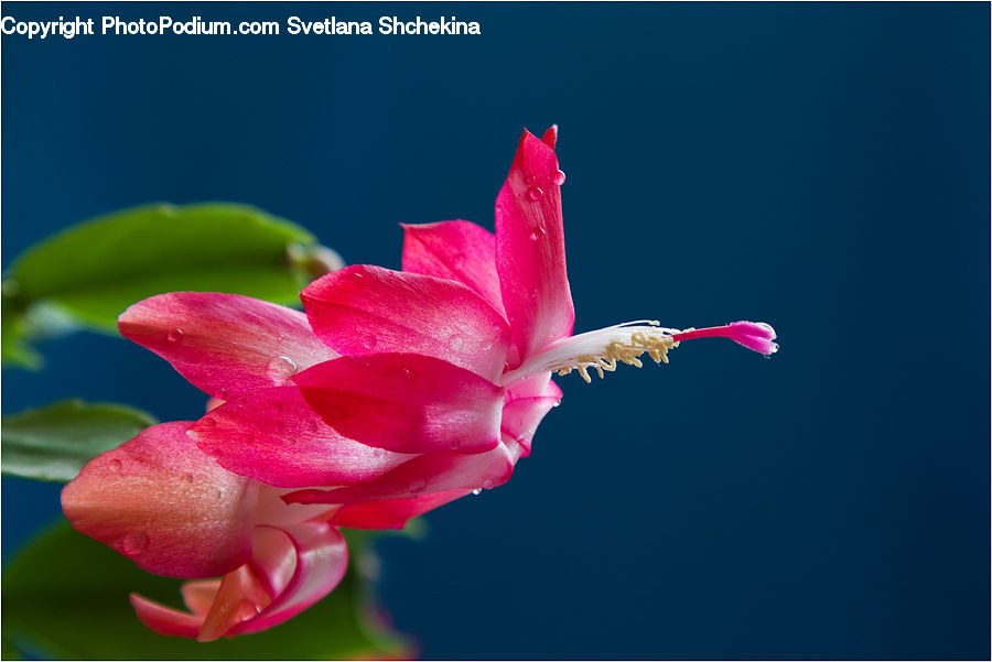 Flora, Flower, Gladiolus, Plant, Blossom, Carnation, Hibiscus