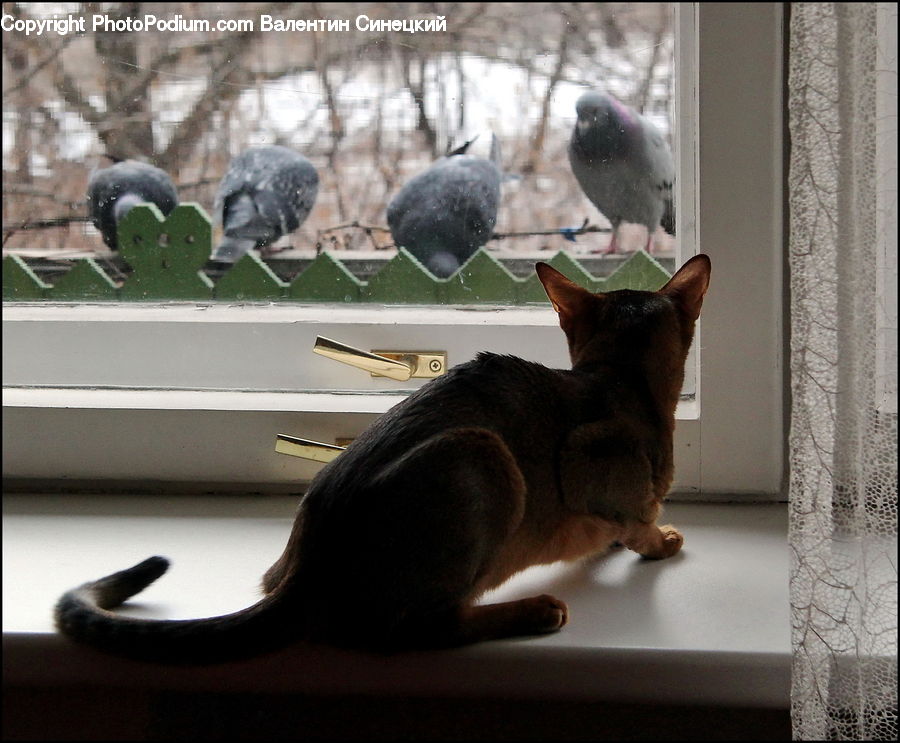 Bird, Pigeon, Abyssinian, Animal, Cat, Mammal, Pet