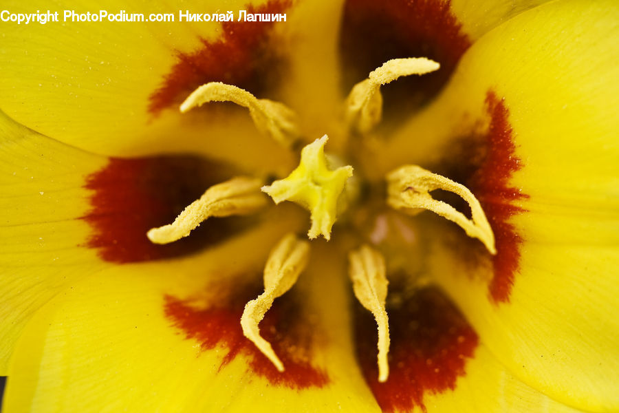 Flora, Pollen, Flower, Gladiolus, Plant, Blossom, Daffodil