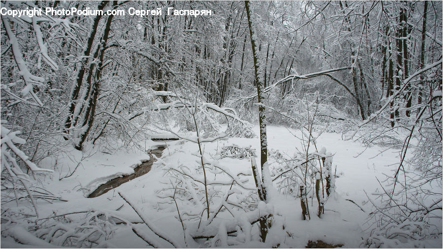 Ice, Outdoors, Snow, Forest, Vegetation, Blizzard, Weather