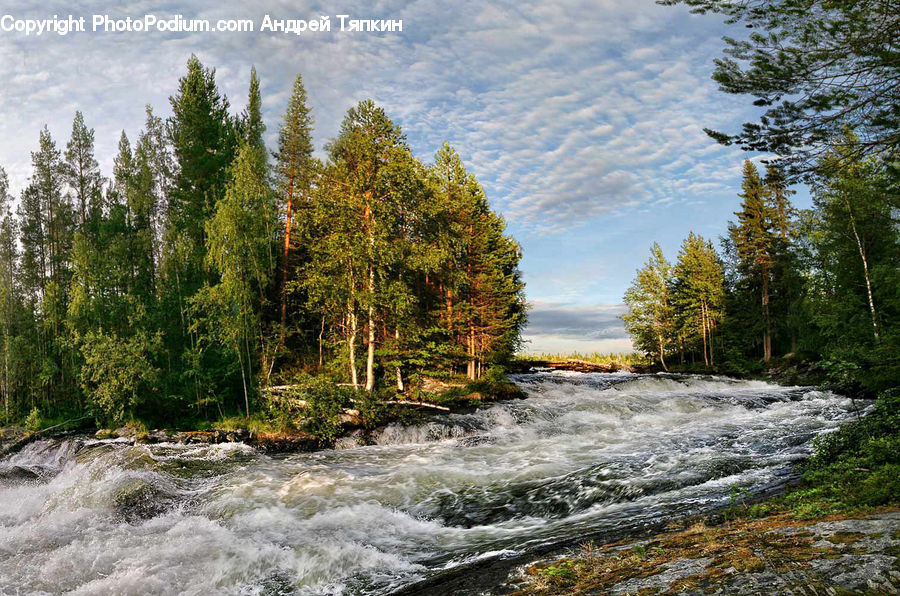 Creek, Outdoors, River, Water, Conifer, Fir, Plant