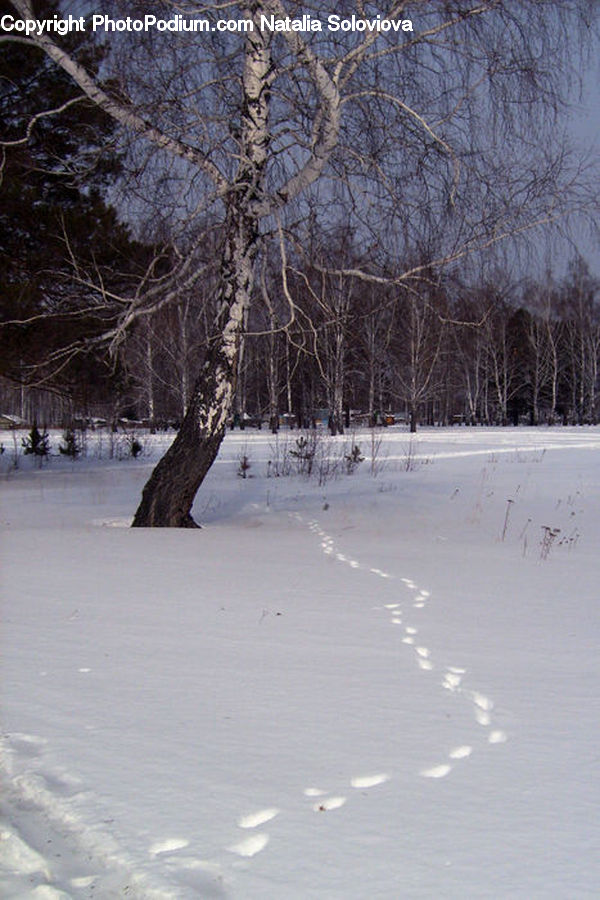 Birch, Tree, Wood, Landscape, Nature, Scenery