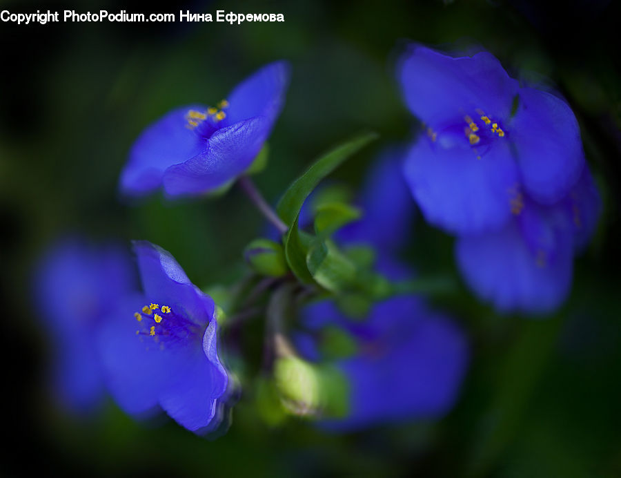 Blossom, Flora, Flower, Geranium, Plant, Fiber, Flax