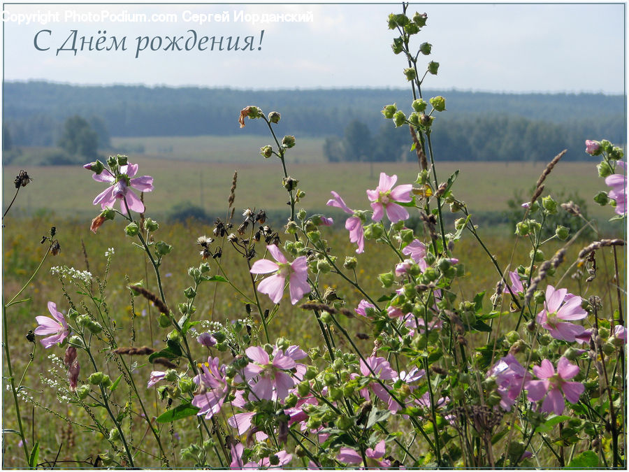 Cosmos, Blossom, Flora, Flower, Geranium, Plant, Fiber