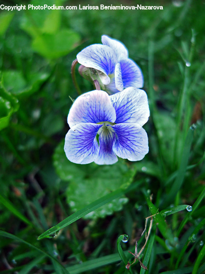 People, Person, Human, Blossom, Flora, Flower, Geranium
