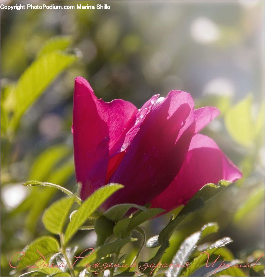 Blossom, Flora, Flower, Plant, Carnation, Crocus, Dahlia