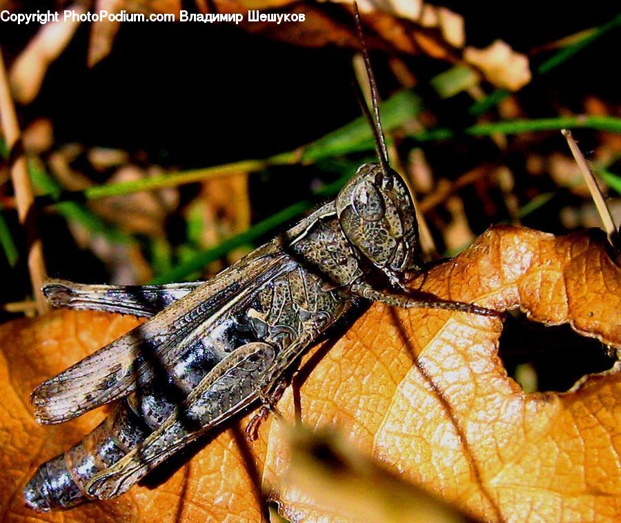 Cricket Insect, Grasshopper, Insect, Invertebrate, Hole, Rust, Butterfly
