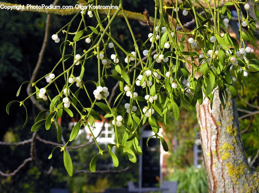 Plant, Vine, Blossom, Flora, Flower, Tree, Oak