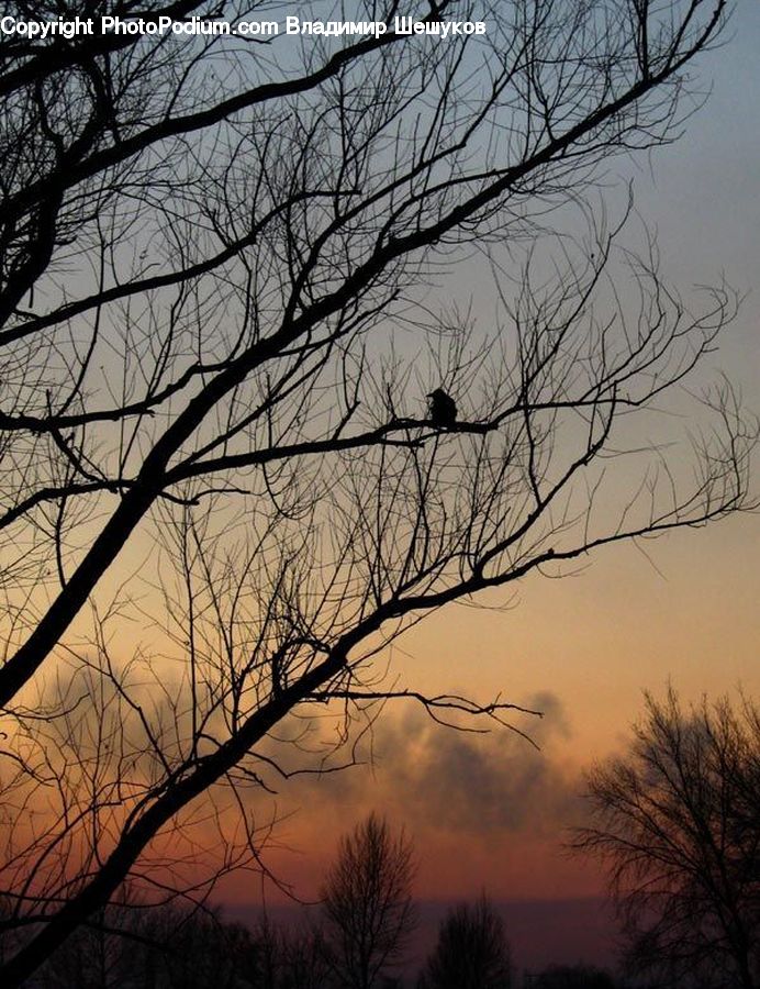 Fog, Dawn, Dusk, Red Sky, Sky, Sunrise, Sunset