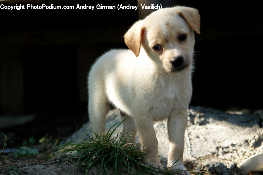 Animal, Canine, Dog, Mammal, Pet, Puppy, Labrador Retriever
