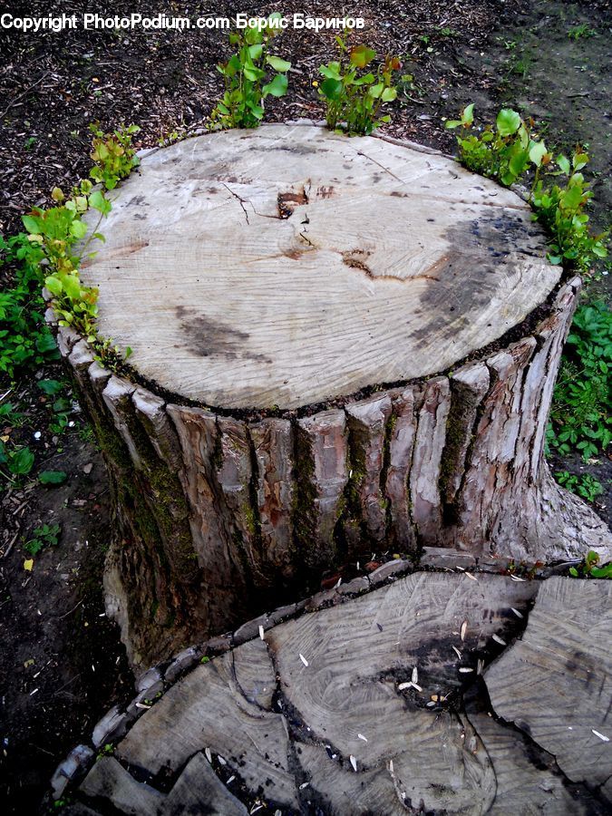 Plant, Potted Plant, Tree Stump, Vine, Rock, Fence, Hedge