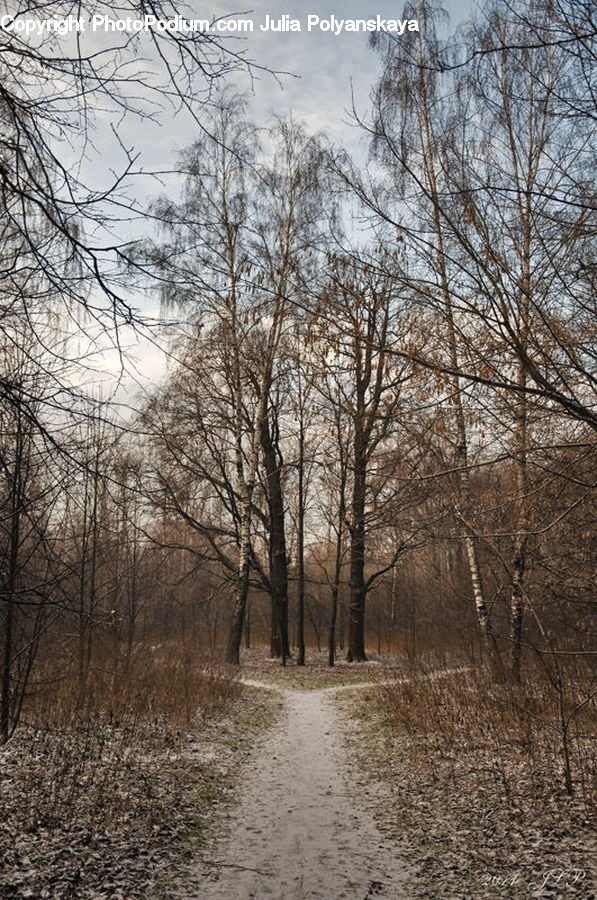 Dirt Road, Gravel, Road, Forest, Vegetation, Birch, Tree