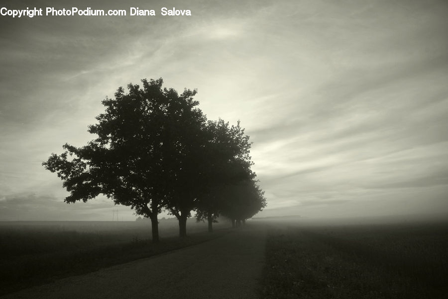 Plant, Tree, Oak, Wood, Dirt Road, Gravel, Road