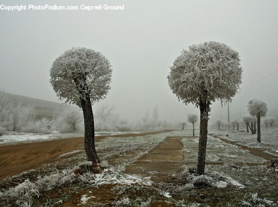 Frost, Ice, Outdoors, Snow, Plant, Tree, Bush