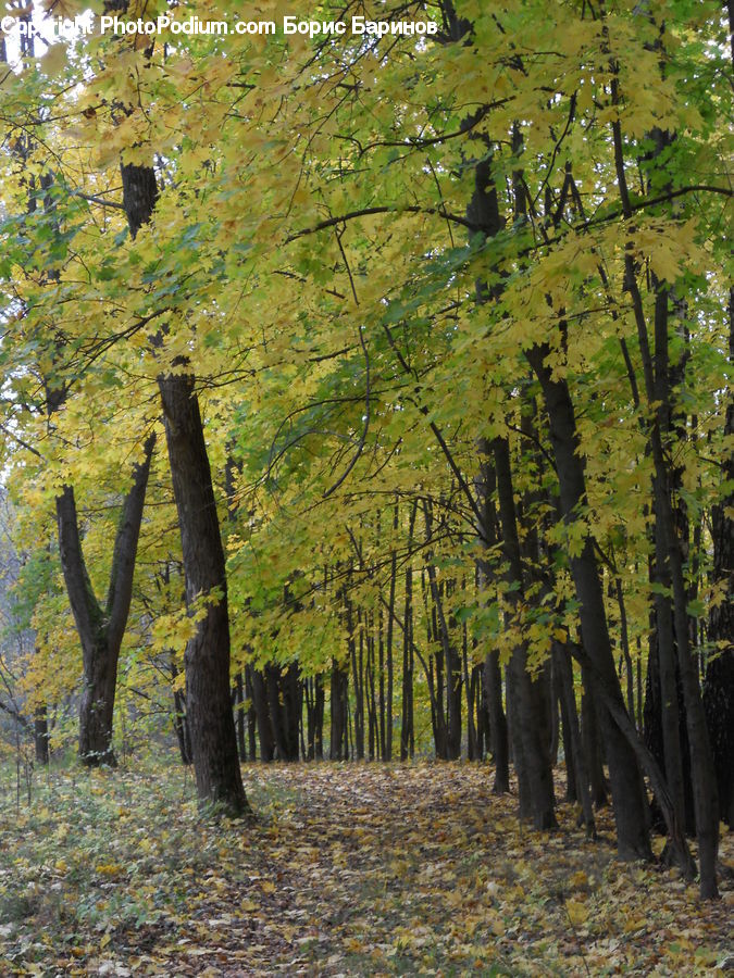 Forest, Vegetation, Grove, Land, Plant, Tree, Fir