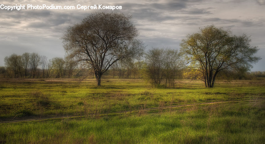Field, Grass, Grassland, Land, Outdoors, Plant, Tree