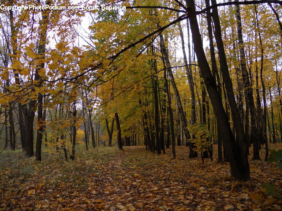 Forest, Vegetation, Grove, Land, Birch, Tree, Wood