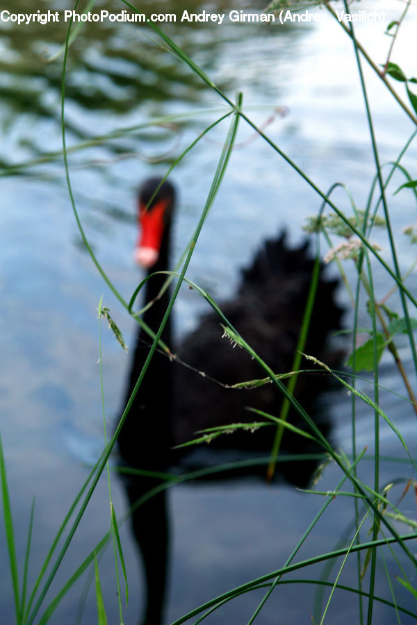 Bird, Blackbird, Field, Grass, Grassland, Plant