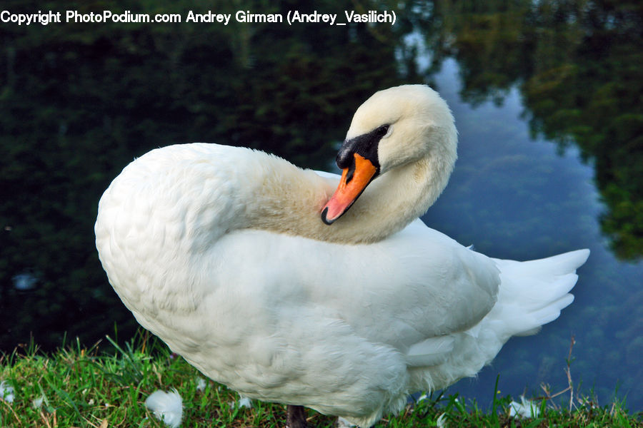Bird, Swan, Waterfowl, Moss, Plant, Beak, Goose