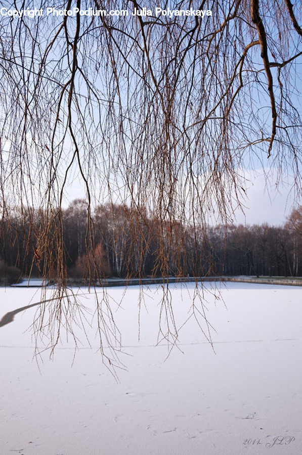 Flood, Birch, Tree, Wood, Land, Marsh, Outdoors
