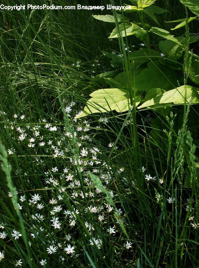 Field, Grass, Grassland, Plant, Blossom, Flora, Flower