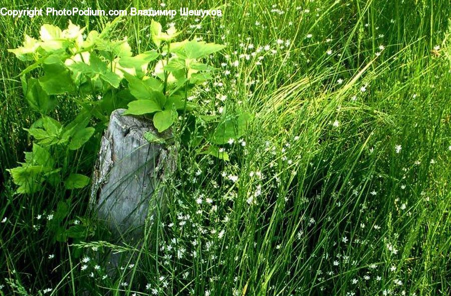 Plant, Vegetation, Field, Grass, Grassland, Herbs, Parsley