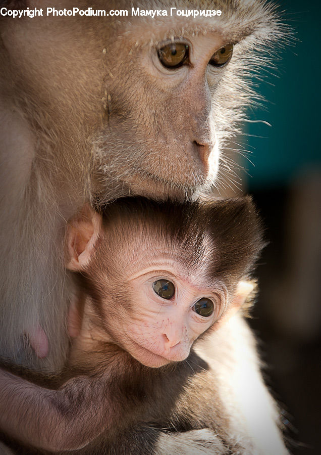 Animal, Mammal, Monkey