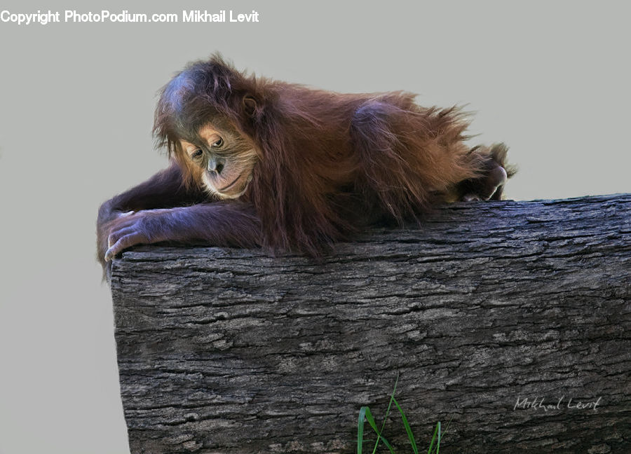 Animal, Ape, Mammal, Monkey, Orangutan, Head, Portrait