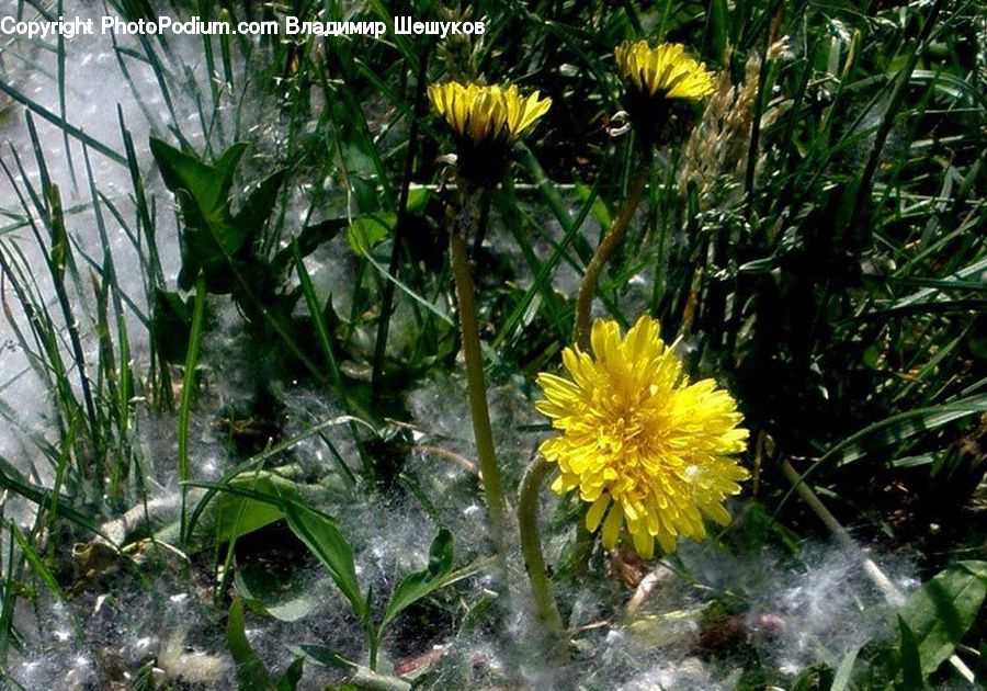 Dandelion, Flower, Plant, Asteraceae, Blossom, Flora, Forest