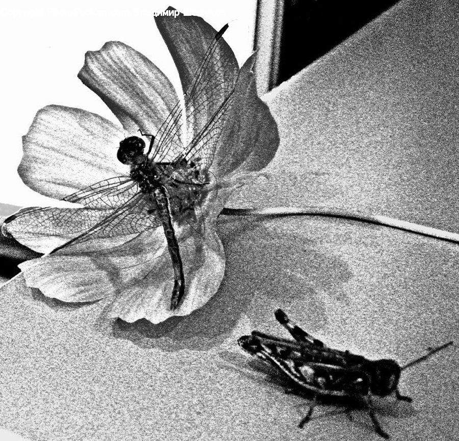 Insect, Invertebrate, Mosquito, Footwear, Shoe, Asphalt, Tarmac
