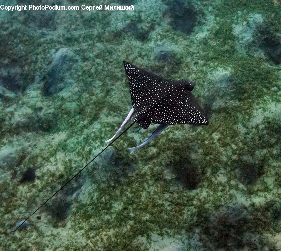 Fish, Manta Ray, Sea Life, Stingray Fish, Coral Reef, Outdoors, Reef